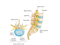the anatomy of the lumbar spine