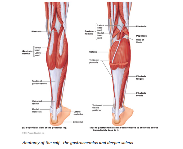 Lower Calf Pain When Running