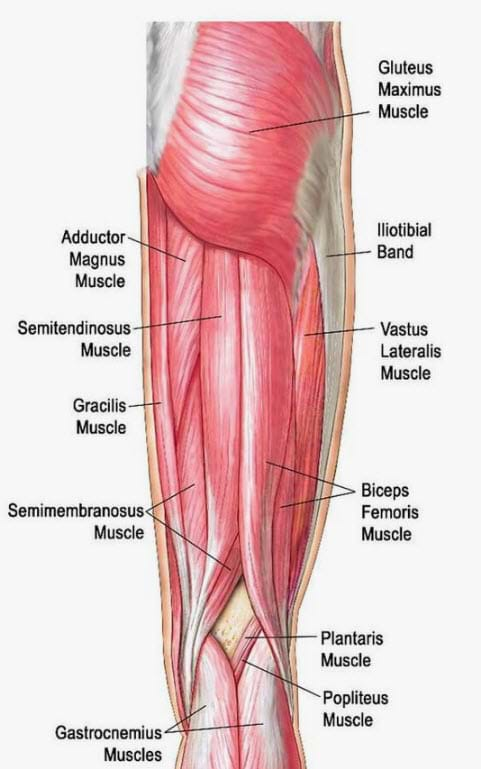 Tense discount thigh muscles