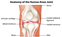 knee joint anatomy